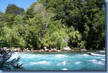 River with trees in front of the campsites at Antilco horse ranch.